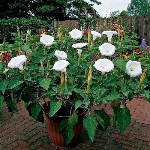 Datura Plant Information