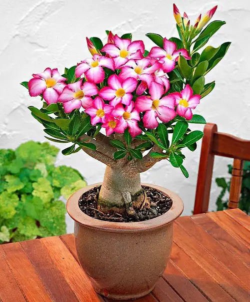 top best Lovely Vibrant Pink Tropical Plants