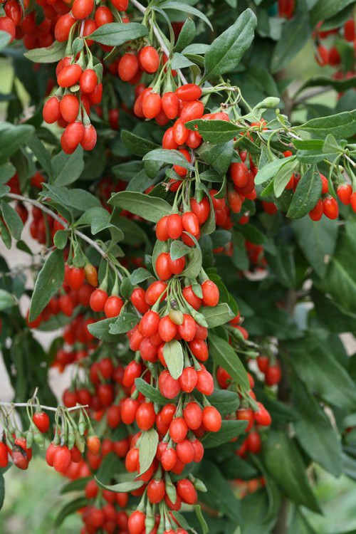 Growing Goji Berries | How to Grow Goji Berries | Balcony 