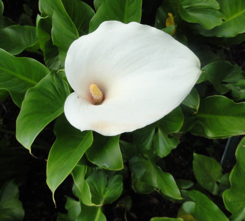 Arum Lily Care and Growing | How to Grow Arum Lilies | Balcony Garden Web