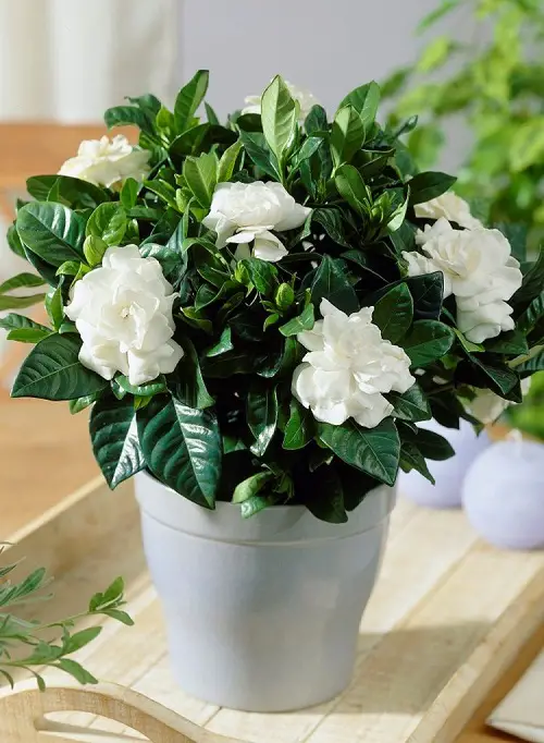 Best Winter Houseplants white