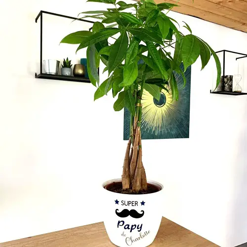 top Winter Houseplants
