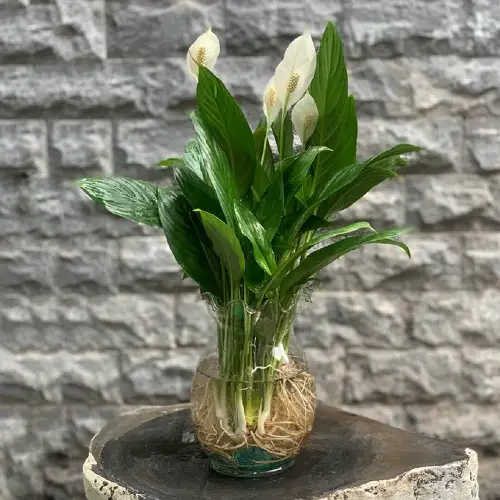 Best Winter Houseplants in glass