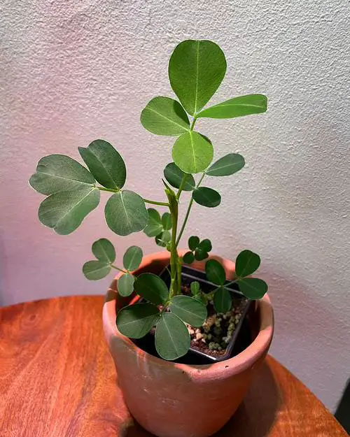Growing Peanuts in Containers