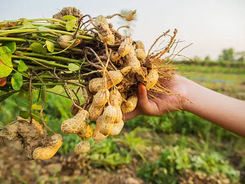 How Long Do Peanuts Take to Grow