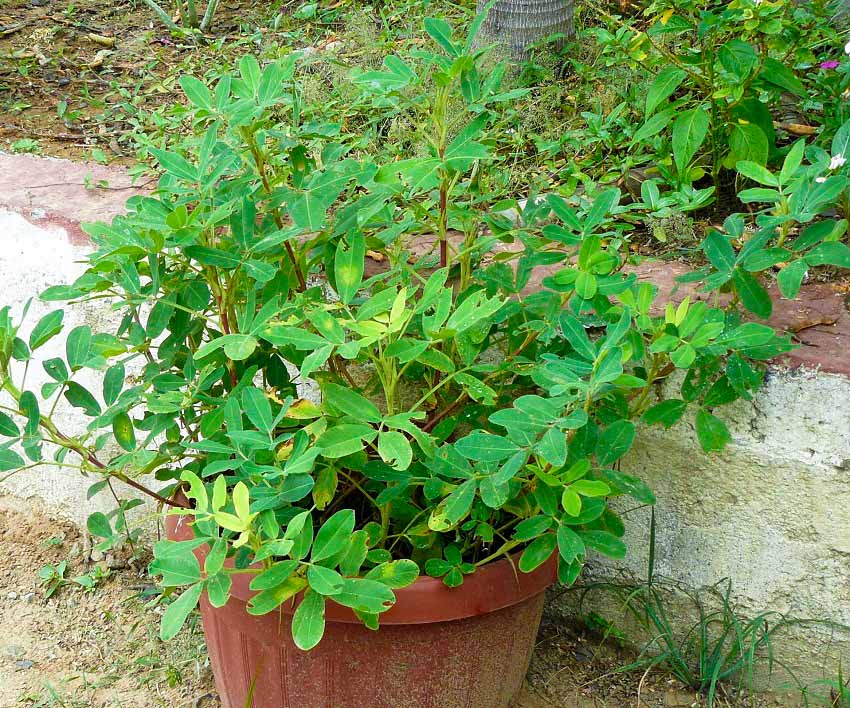 Growing Peanuts in Containers | How to Grow Peanut in Pots 
