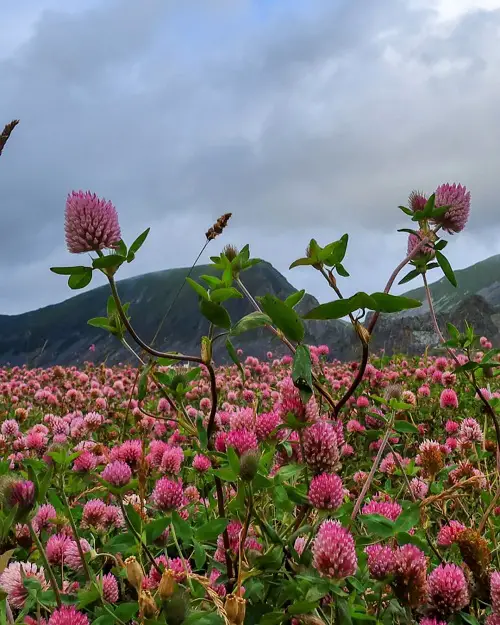 Requirements for Growing Red Clover