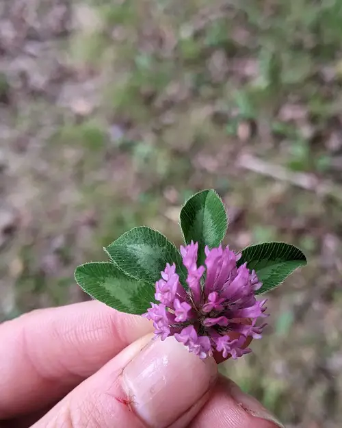 Red Clover Care