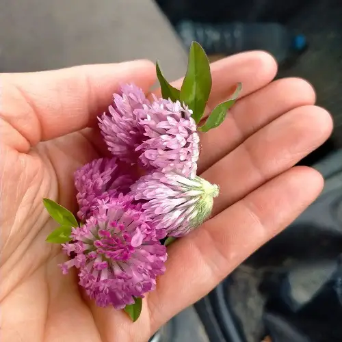 Harvesting Red Clover