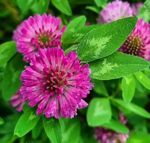 Planting and Growing Red Clover