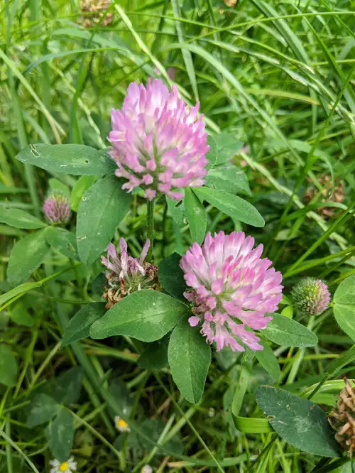 Growing Red Clover Propagating Red Clover