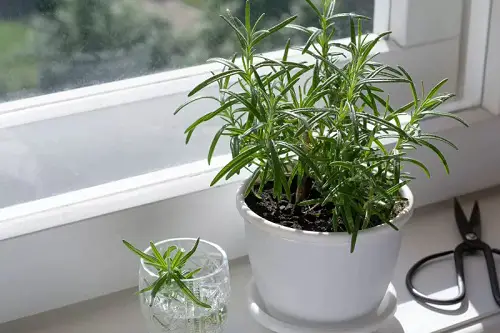 Best Winter Houseplants in windowsill