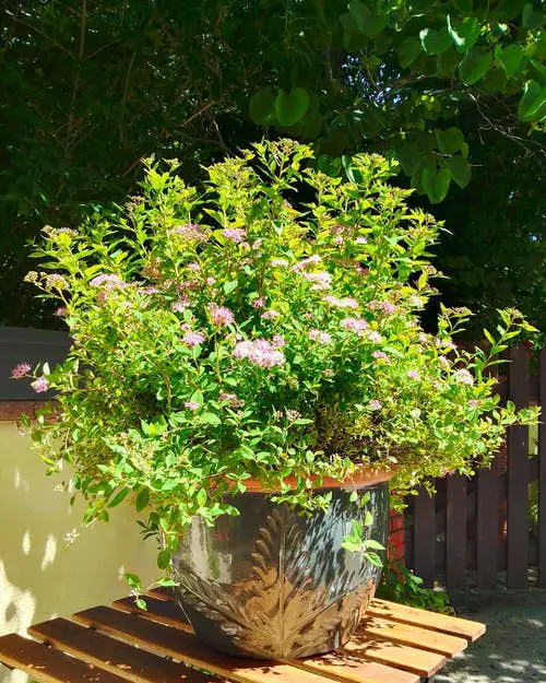 Requirements for Growing Spirea
