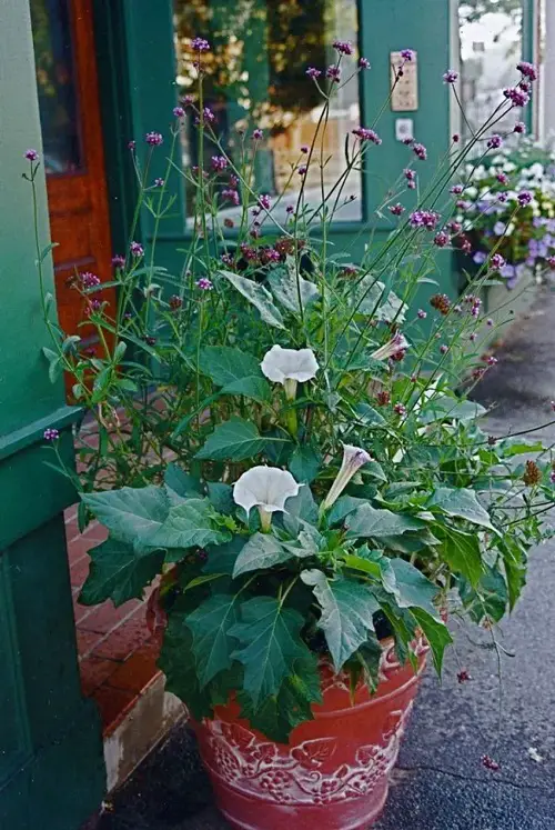 Growing Requirements of Datura
