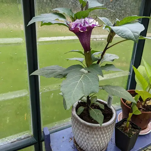 Types of Datura