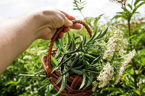 Valerian Care
