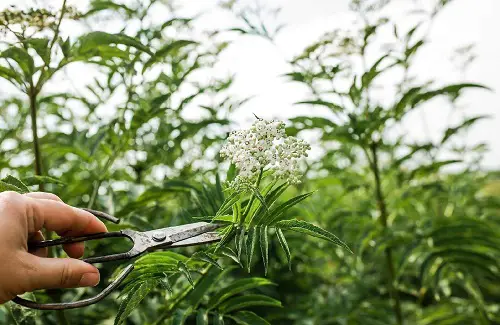 Harvesting Valerian