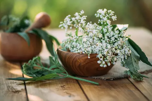 How to Grow Valerian
