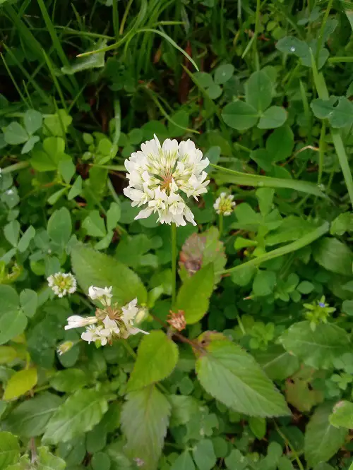 White Clover Plant Information