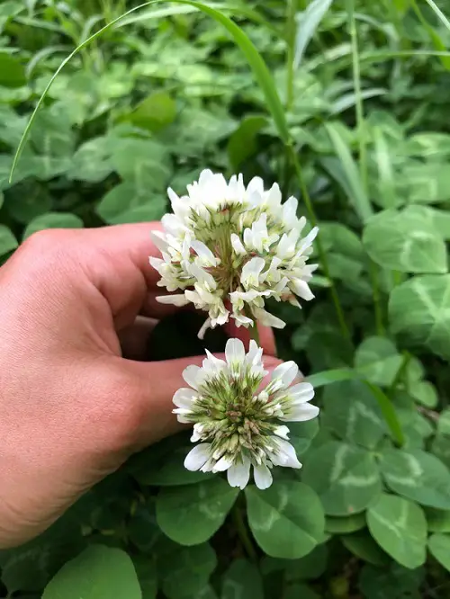 Planting White Clover
