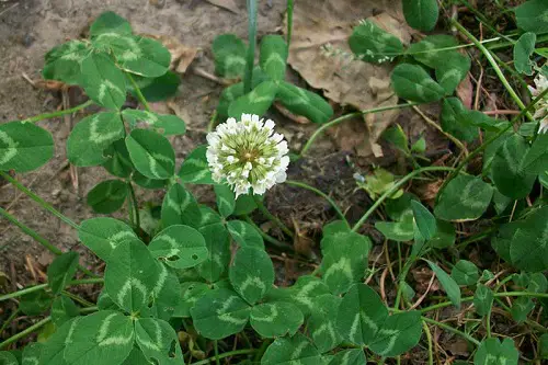 White Clover Care