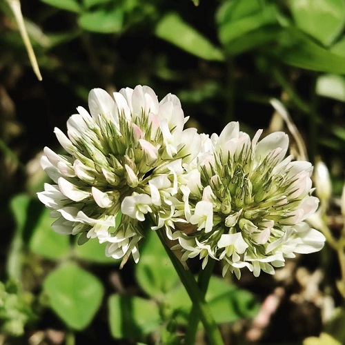 Planting White Clover