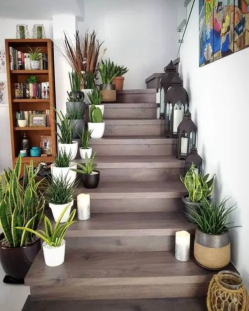 top Indoor Plants Decoration 