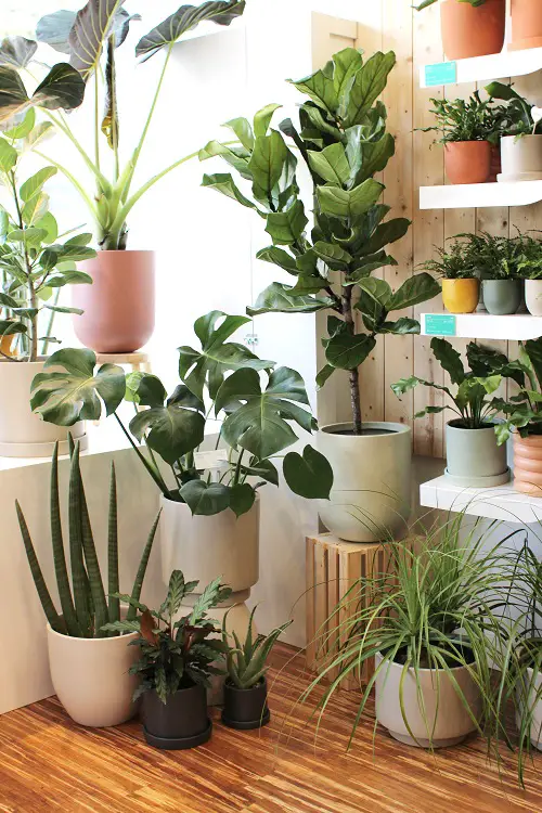 Indoor Plants Decoration