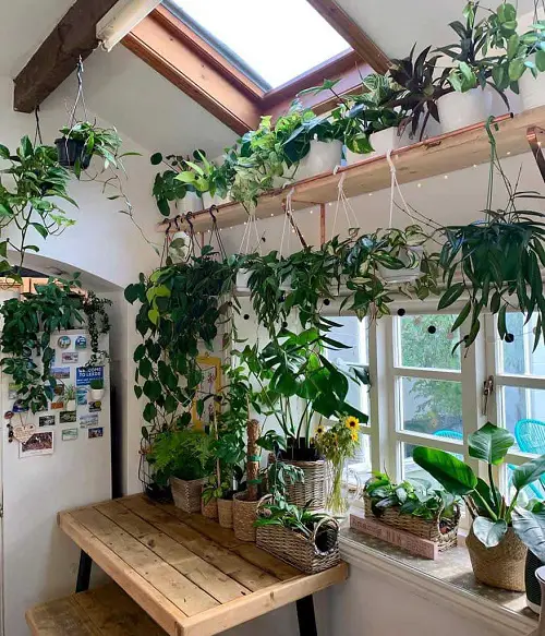 Plants in a Room with a Ceiling Window