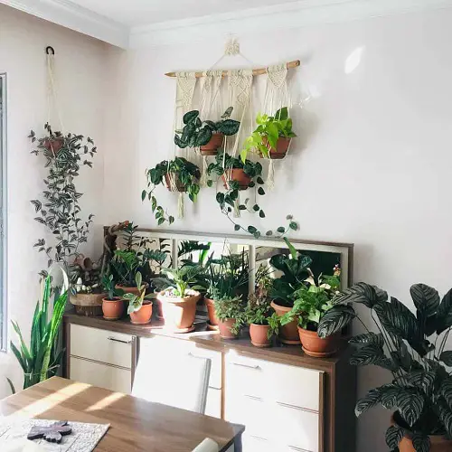 Macrame Planters on Twigs with Other Green Specimens