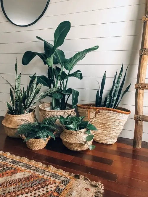 beautiful Fantastic Ideas for Indoor Plant Displays