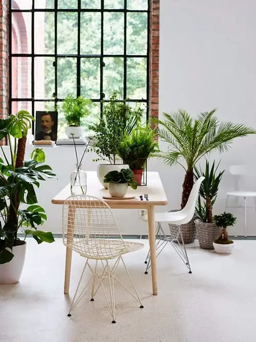 Plants by a Large Window