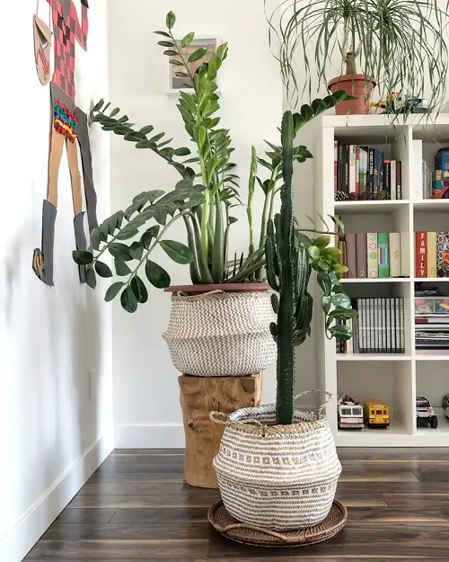 best Creative Ways to Showcase Indoor Plants