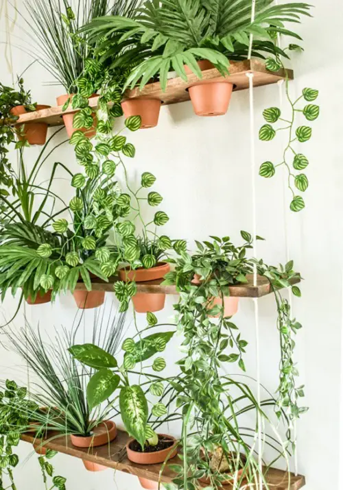 Hanging Plants on a Wooden Shelf