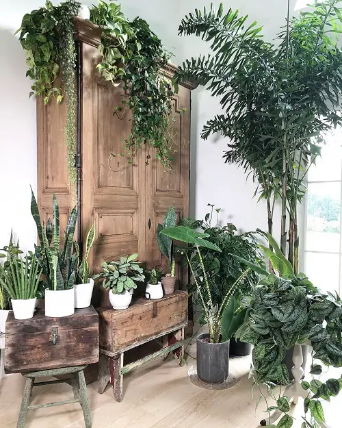 beautiful Creative Ways to Showcase Indoor Plants