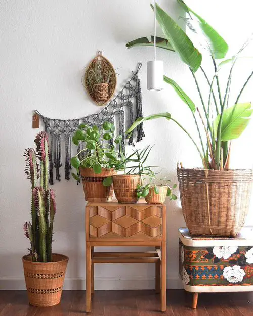 Baskets for Large Foliage Plants