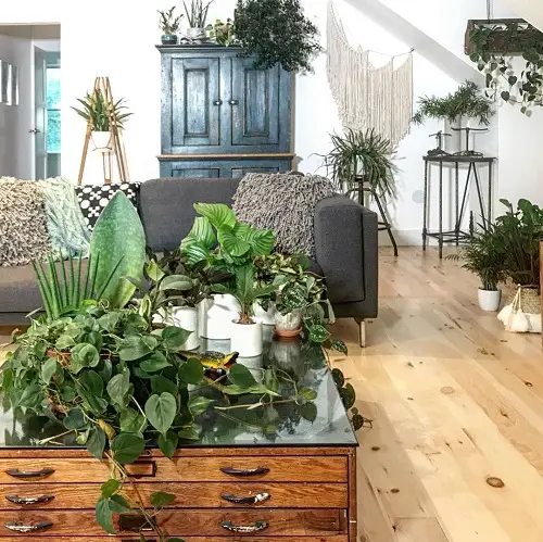Creative Ways to Showcase Indoor Plants