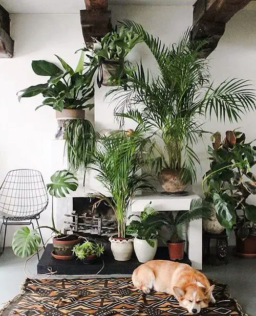 A Soothing Green Corner