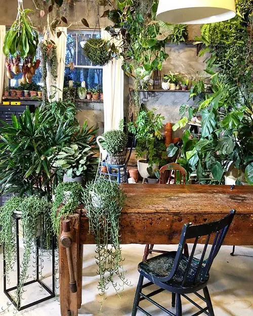 great Ways to Showcase Indoor Plants