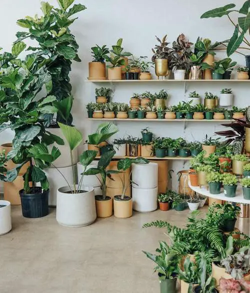 A Room Full of Small Potted Delights!