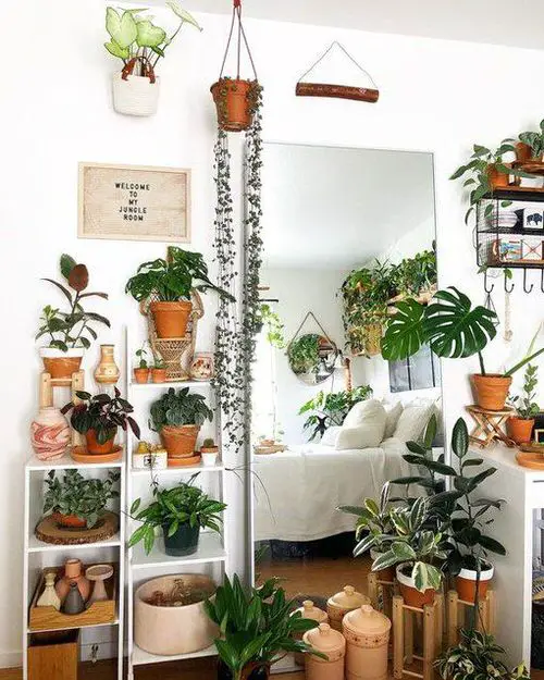 A Large Mirror and Many Plants!