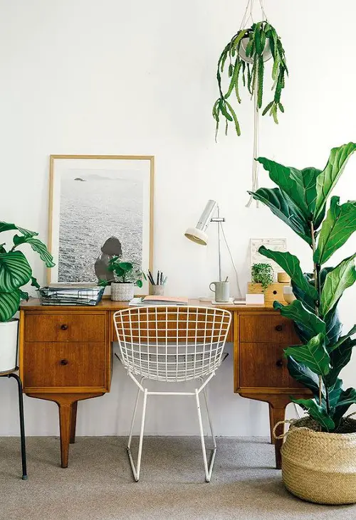 Creative Ways to Showcase Indoor Plants