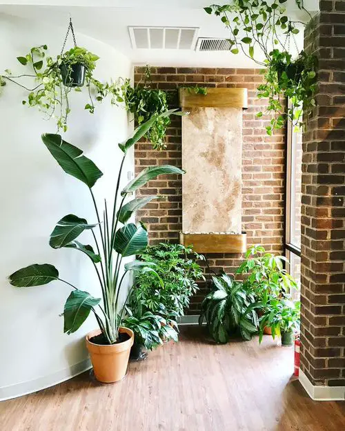 Indoor Plants Decoration