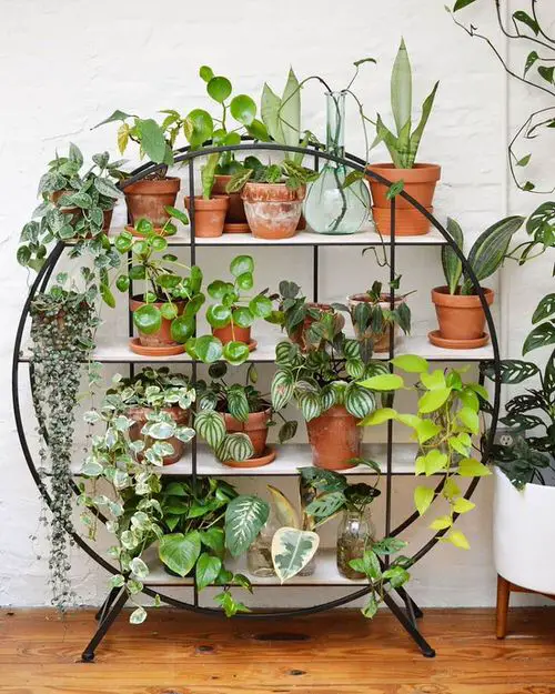 Metal Circular Stand for Plants