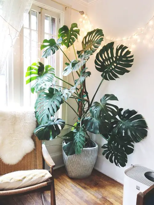 A Large Monstera!