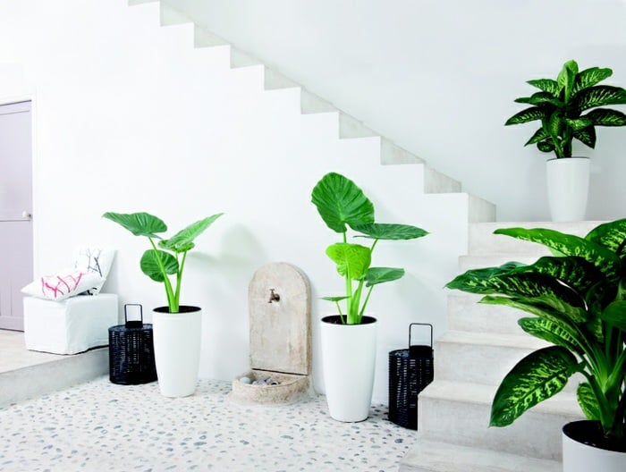 99 Great Ideas to display Houseplants Indoor Plants