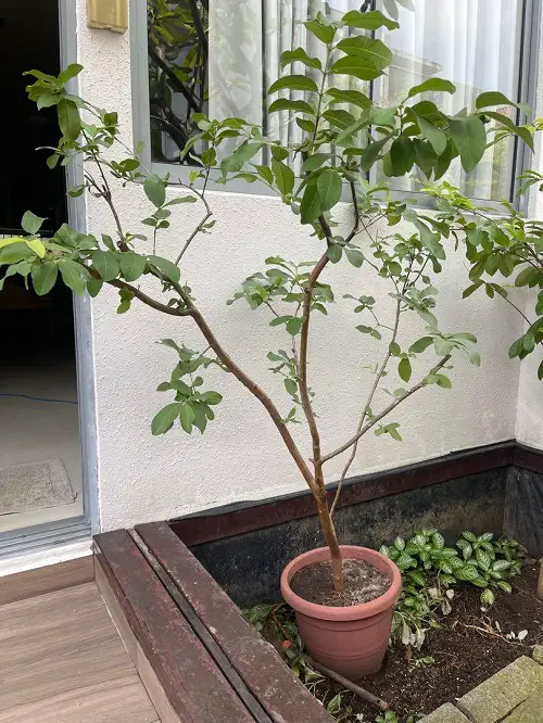 Guava Tree Care