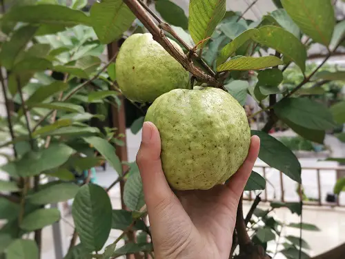 Harvesting Guavas