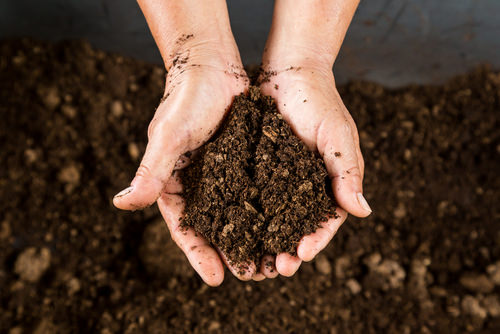 Best Homemade Seed Starting Mix Recipes 1