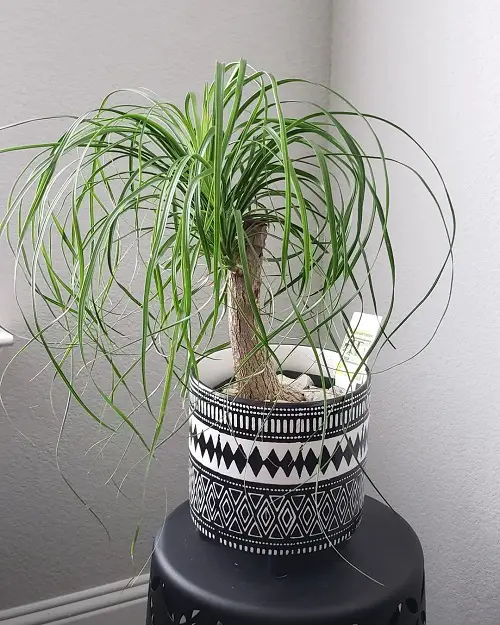 best Easiest Houseplants 